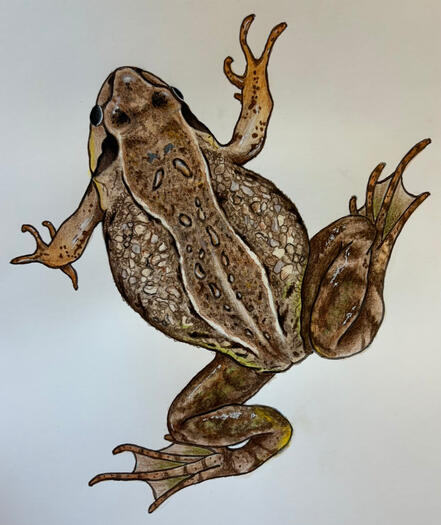 european common frog